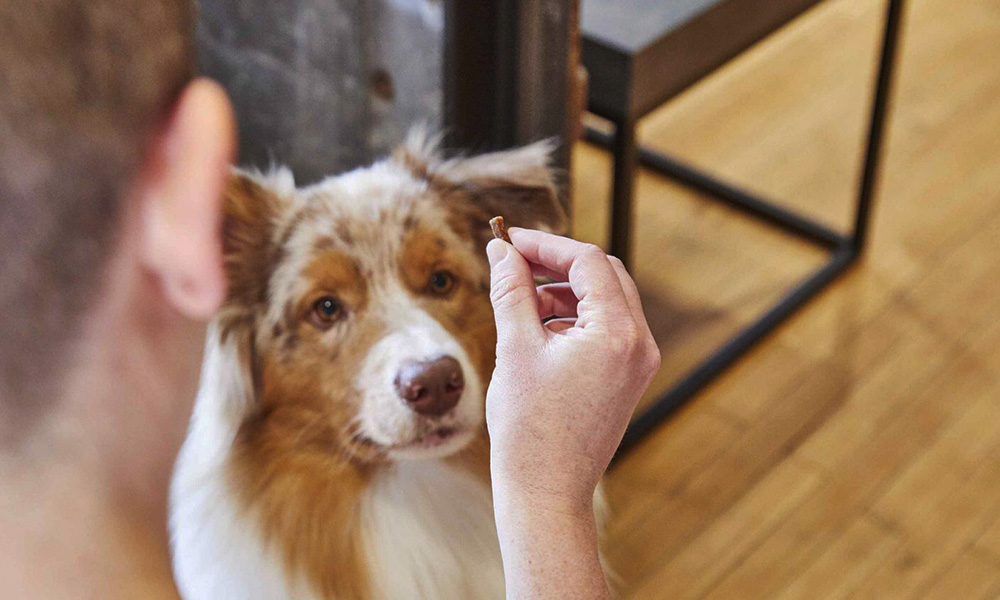 آموزش بازی سگ با تشویقی - صبر کن بگیر