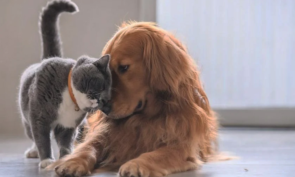 بازی سگ و گربه رفتار عجیب سگها