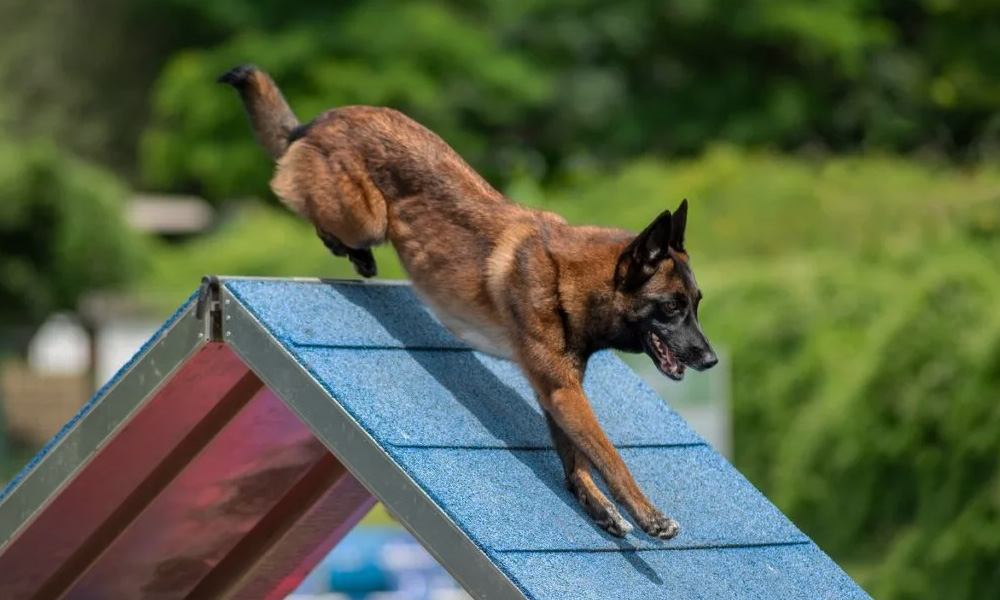 مقایسه ژرمن شپرد روتلوایلر مالینویز ژرمن شپرد سگ ژرمن شپرد روتوایلر سگ روتوایلر مالینویز تفاوت ژرمن شپرد و مالینویز بهترین سگ نگهبان سگ مالینویز