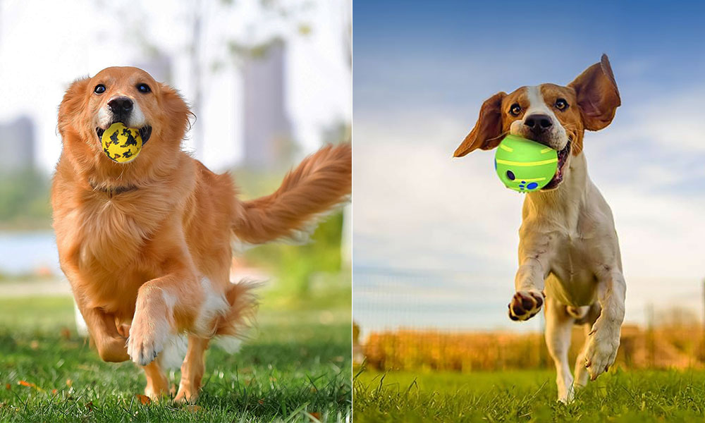 آموزش بازی سگ با تشویقی - توپ بازی