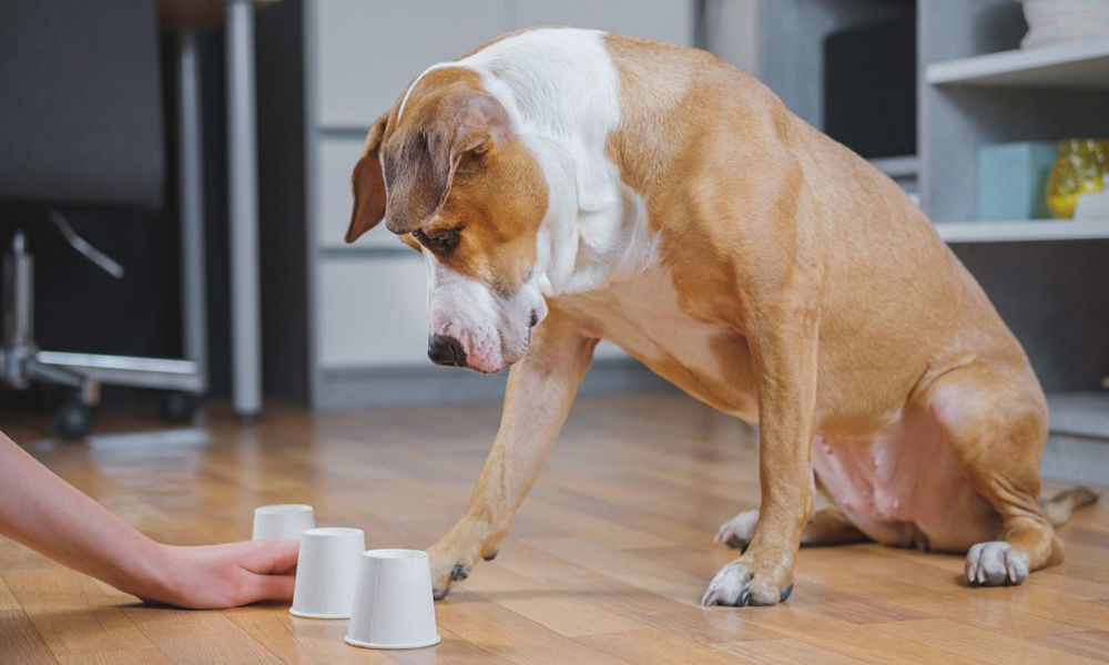 آموزش بازی سگ با تشویقی بازی با لیوان