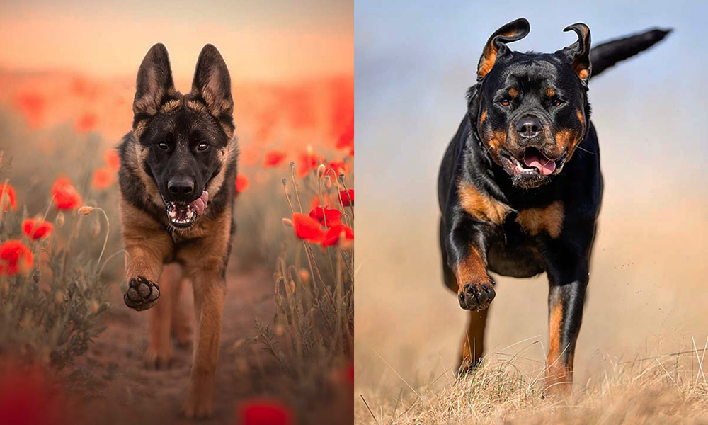 مقایسه ژرمن شپرد روتلوایلر مالینویز ژرمن شپرد سگ ژرمن شپرد روتوایلر سگ روتوایلر مالینویز تفاوت ژرمن شپرد و مالینویز بهترین سگ نگهبان سگ مالینویز