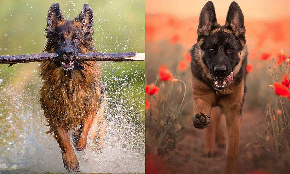 مقایسه نژادهای سگ بزرگ مقایسه ژرمن شپرد روتلوایلر مالینویز ژرمن شپرد سگ ژرمن شپرد روتوایلر سگ روتوایلر مالینویز تفاوت ژرمن شپرد و مالینویز بهترین سگ نگهبان سگ مالینویز