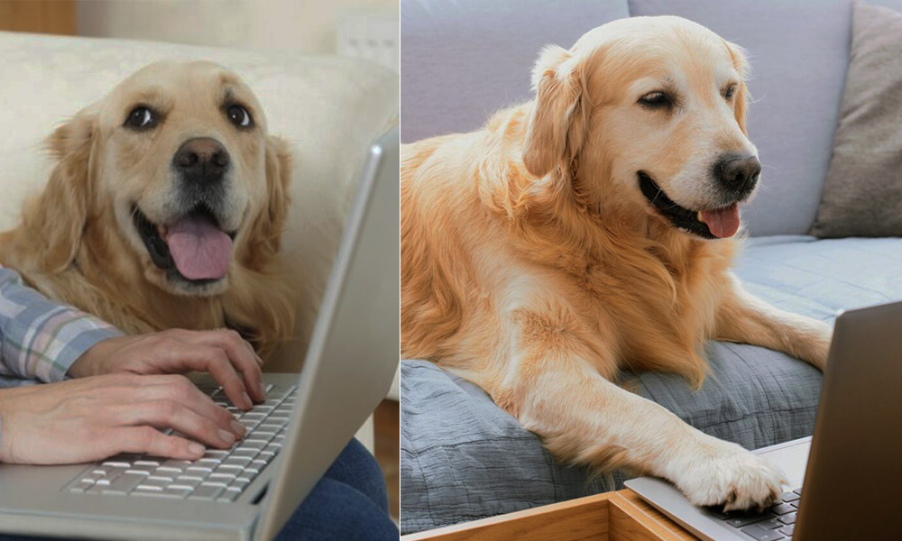 تقلید رفتار سگ از انسان برای یادگیری راز سگ رفتار سگ