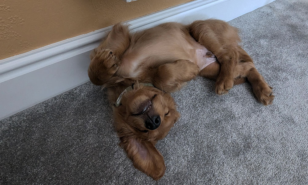 خوابیدن و قرار گرفتن سگ در موقعیت غیرمعمول رفتار سگ رفتار عجیب سگ‌ها