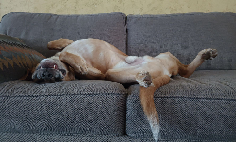 خوابیدن سگ در حالتها و موقعیتهای عجیب خواب عجیب سگ