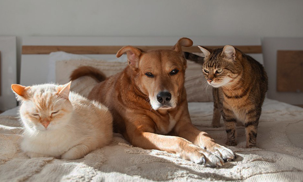 سگ‌هایی که با گربه‌ها کنار می‌آیند