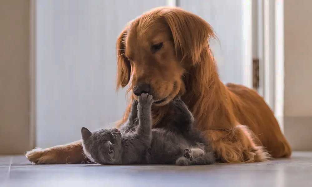 سگ و گربه رفتار عجیب سگ‌ها