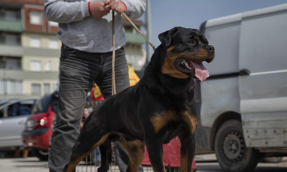 مقایسه ژرمن شپرد روتلوایلر مالینویز ژرمن شپرد سگ ژرمن شپرد روتوایلر سگ روتوایلر مالینویز تفاوت ژرمن شپرد و مالینویز بهترین سگ نگهبان سگ مالینویز 