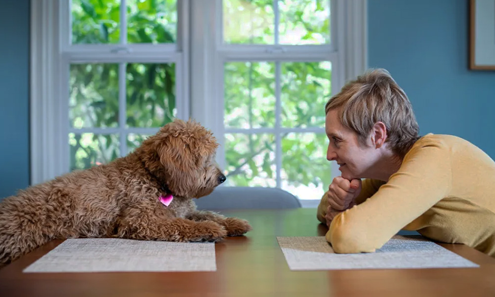 رفتار عجیب سگها