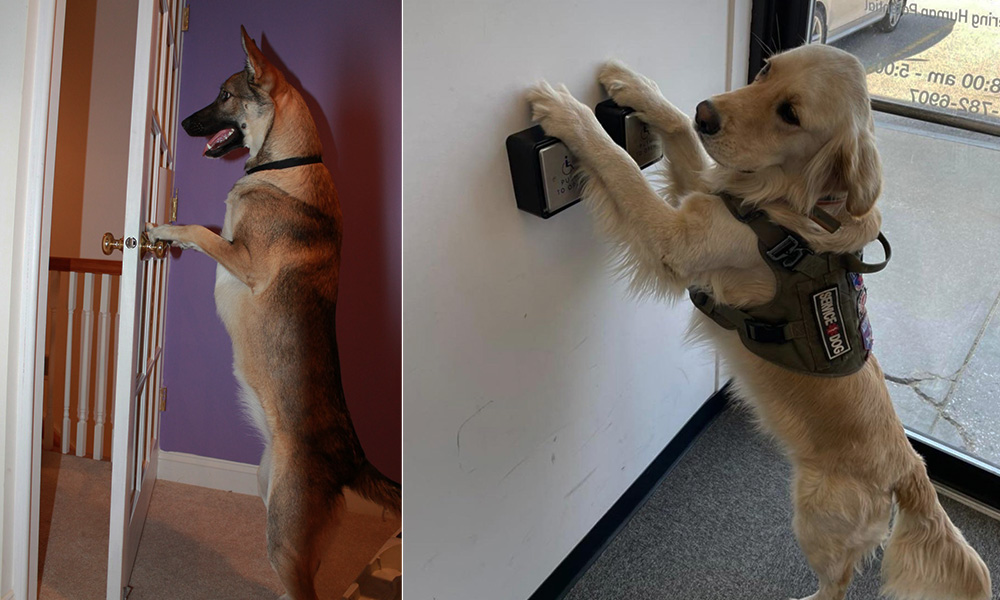 تقلید رفتار سگ از انسان