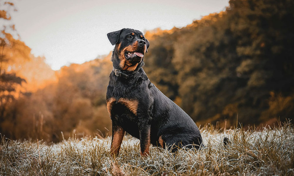 مقایسه ژرمن شپرد روتلوایلر مالینویز ژرمن شپرد سگ ژرمن شپرد روتوایلر سگ روتوایلر مالینویز تفاوت ژرمن شپرد و مالینویز بهترین سگ نگهبان سگ مالینویز