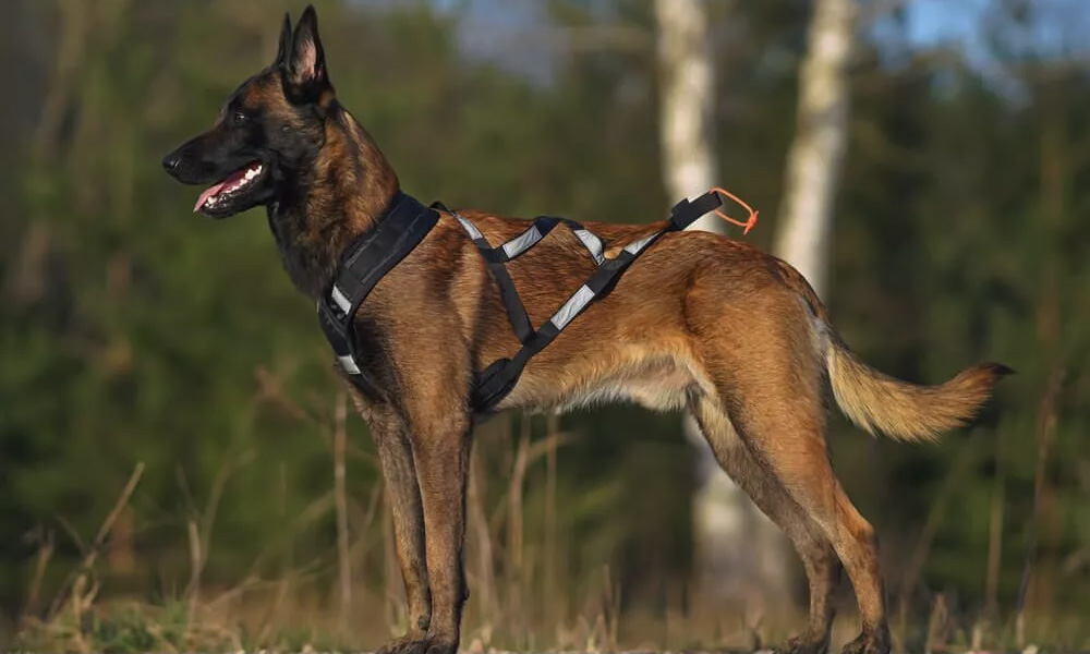 مقایسه ژرمن شپرد روتلوایلر مالینویز ژرمن شپرد سگ ژرمن شپرد روتوایلر سگ روتوایلر مالینویز تفاوت ژرمن شپرد و مالینویز بهترین سگ نگهبان سگ مالینویز سگ گارد سگ پلیس