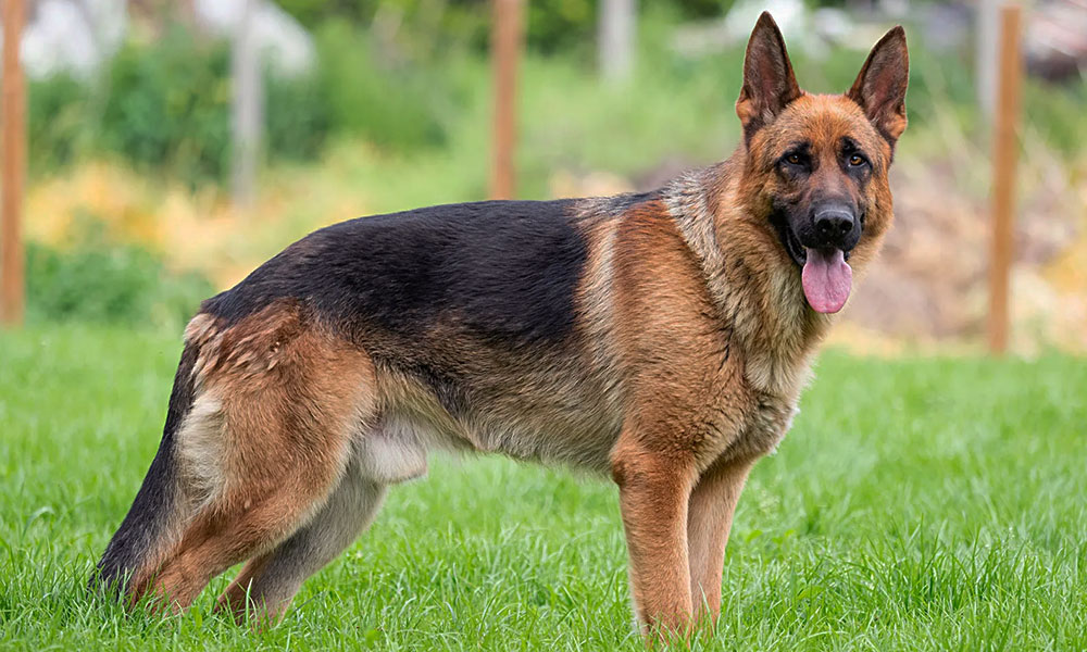 مقایسه ژرمن شپرد روتلوایلر مالینویز ژرمن شپرد سگ ژرمن شپرد روتوایلر سگ روتوایلر مالینویز تفاوت ژرمن شپرد و مالینویز بهترین سگ نگهبان سگ مالینویز