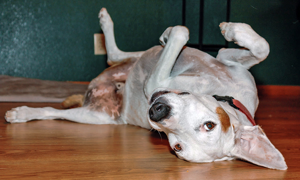 رفتارهای بازیگوشانه سگ سگ دلقک