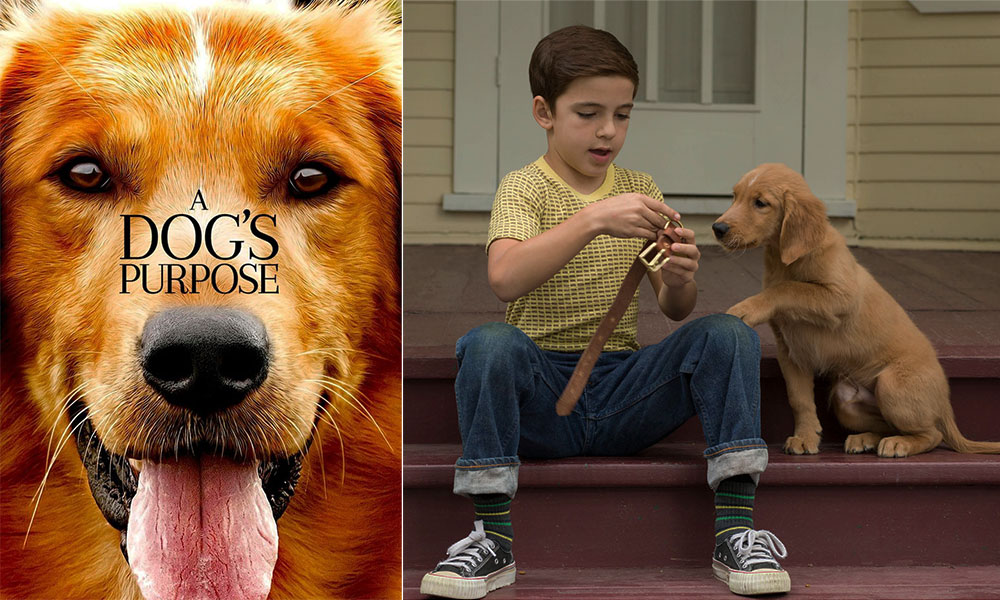 فیلم درباره سگ، فیلم، فیلم سگ، انیمیشن سگ، سریال سگ های شکاری