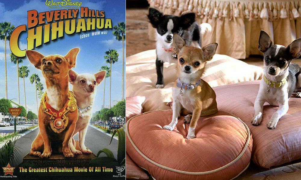 فیلم درباره سگ، فیلم، فیلم سگ، انیمیشن سگ، سریال سگ های شکاری