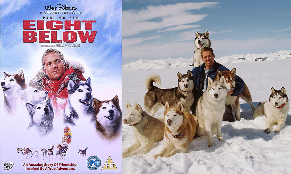 فیلم درباره سگ، فیلم، فیلم سگ، انیمیشن سگ، سریال سگ های شکاری