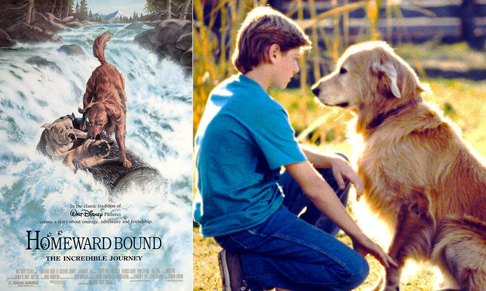 فیلم درباره سگ، فیلم، فیلم سگ، انیمیشن سگ، سریال سگ های شکاری