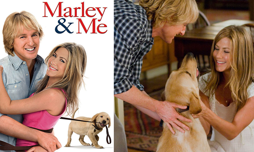 فیلم درباره سگ، فیلم، فیلم سگ، انیمیشن سگ، سریال سگ های شکاری