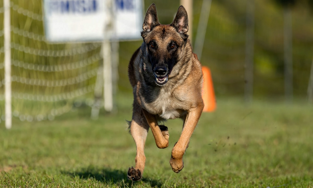 بهترین سگ نگهبان مقایسه ژرمن شپرد روتلوایلر مالینویز ژرمن شپرد سگ ژرمن شپرد روتوایلر سگ روتوایلر مالینویز تفاوت ژرمن شپرد و مالینویز سگ مالینویز