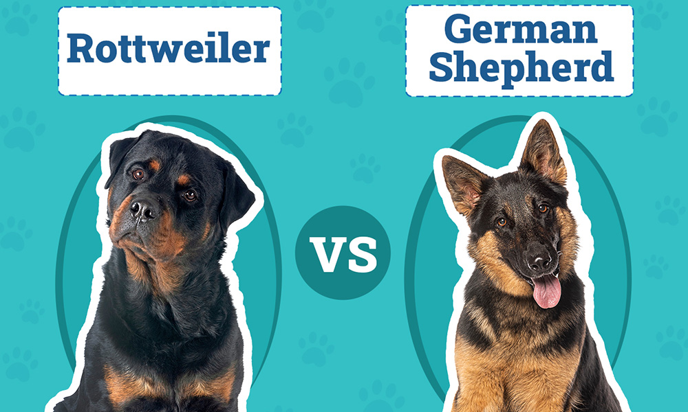 تفاوت ژرمن شپرد و روتوایلر مقایسه ژرمن شپرد روتلوایلر مالینویز ژرمن شپرد سگ ژرمن شپرد روتوایلر سگ روتوایلر مالینویز تفاوت ژرمن شپرد و مالینویز بهترین سگ نگهبان سگ مالینویز