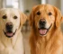 مقایسه لابرادور و گلدن رتریور تفاوت لابرادور و گلدن رتریور