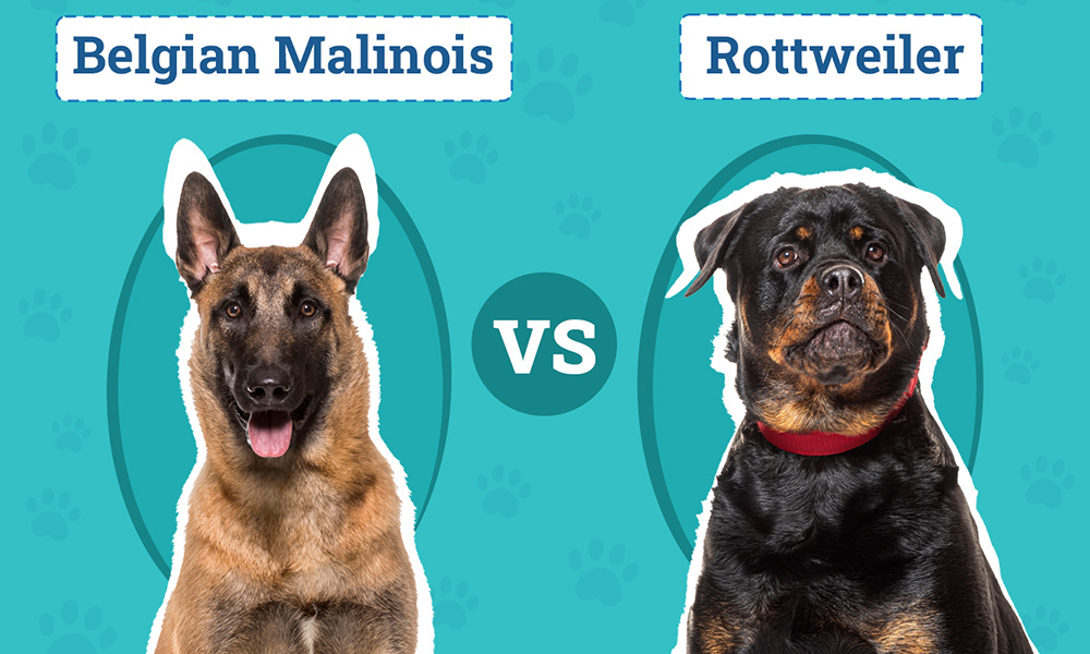 تفاوت روتوایلر و مالینویز مقایسه ژرمن شپرد روتلوایلر مالینویز ژرمن شپرد سگ ژرمن شپرد روتوایلر سگ روتوایلر مالینویز تفاوت ژرمن شپرد و مالینویز بهترین سگ نگهبان سگ مالینویز