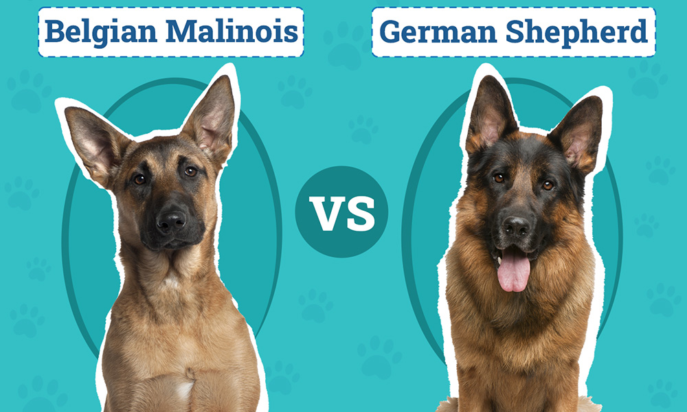 تفاوت ژرمن شپرد و مالینویز مقایسه ژرمن شپرد روتلوایلر مالینویز ژرمن شپرد سگ ژرمن شپرد روتوایلر سگ روتوایلر مالینویز تفاوت ژرمن شپرد و مالینویز بهترین سگ نگهبان سگ مالینویز