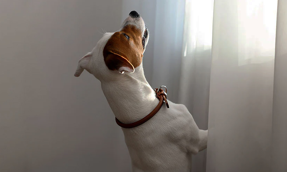 واکنش سگ به صداهای نامرئی سگ دیونه رفتار عجیب سگها