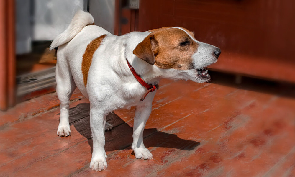 رفتار عجیب و واکنش سگ به صداهای نامرئی سگ روح دیده رفتار عجیب سگها