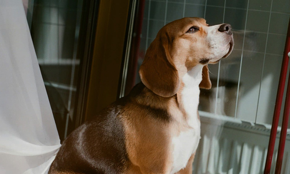 حساسیت شنوایی بالای سگ رفتار سگ