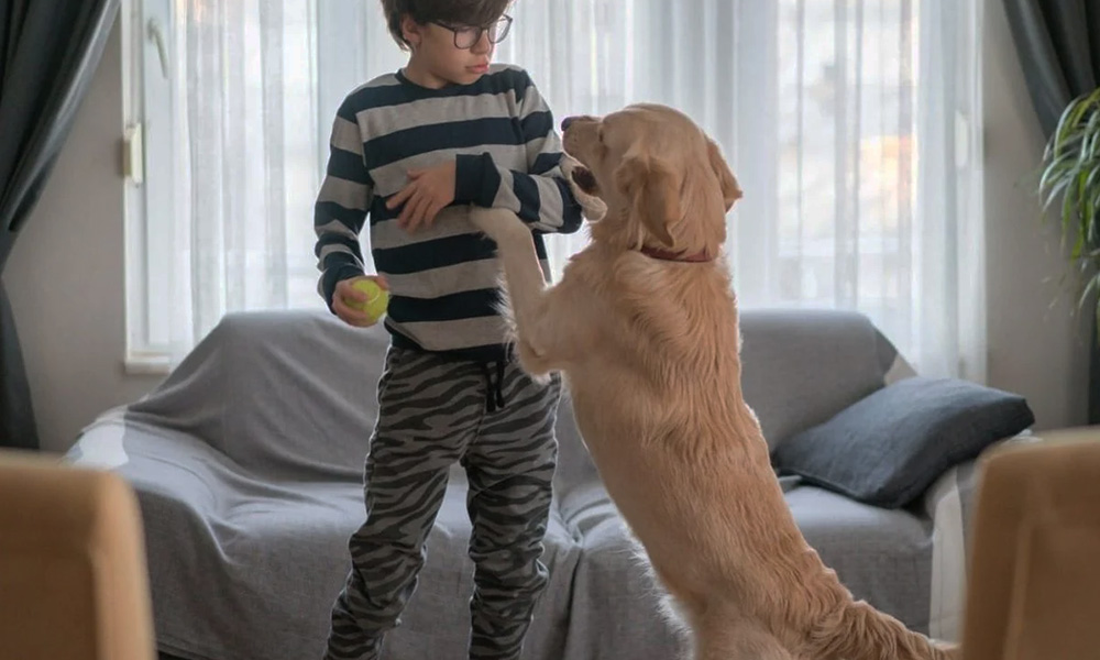 رفتارهای طنزآمیز و بازیگوشانه سگ سگ بامزه بازی سگ و بچه