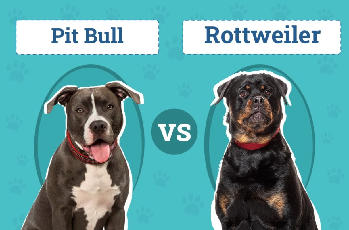 مقایسه سگ پیتبول با روتوایلر