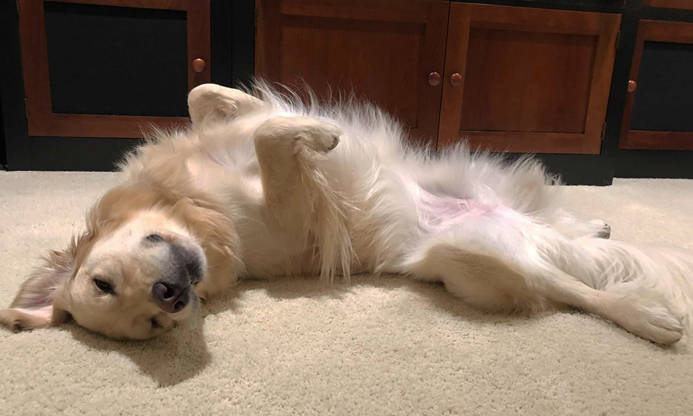 رفتار عجیب سگ‌ها چرخیدن قبل از خواب سگ به دلیل غریزه طبیعی و راحتی رفتار سگ