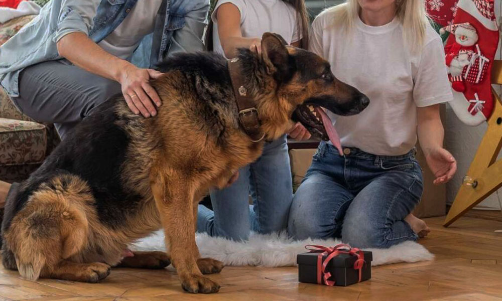 مقایسه ژرمن شپرد روتلوایلر مالینویز ژرمن شپرد سگ ژرمن شپرد روتوایلر سگ روتوایلر مالینویز تفاوت ژرمن شپرد و مالینویز بهترین سگ نگهبان سگ مالینویز