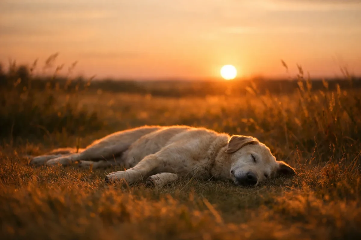 تعبیر خواب سگ مرده و نشانه پایان دشمنی یا رابطه